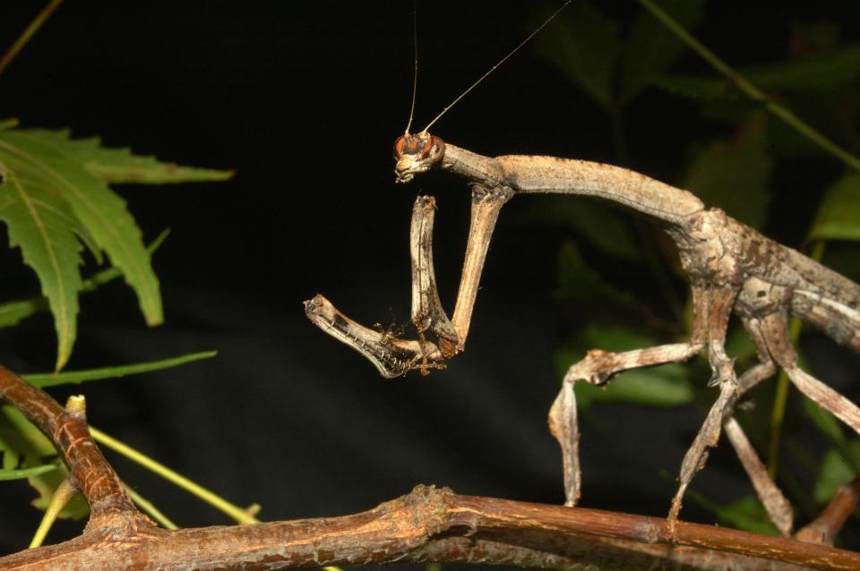  Indian stick insects can get down and dirty for 79 days in a row