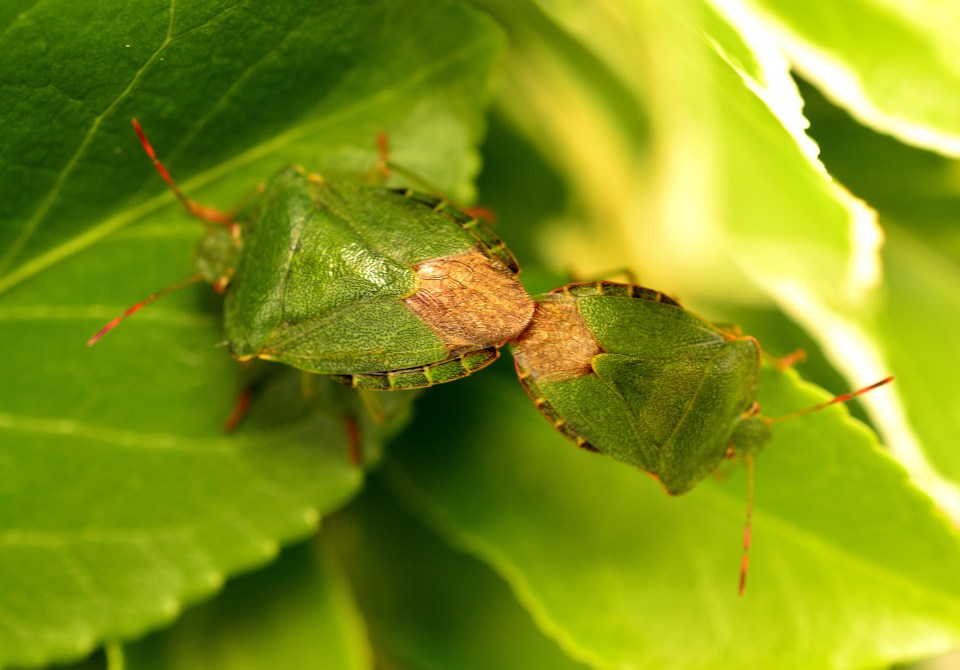  The Southern Green Shieldbug can keep at it for 10 days