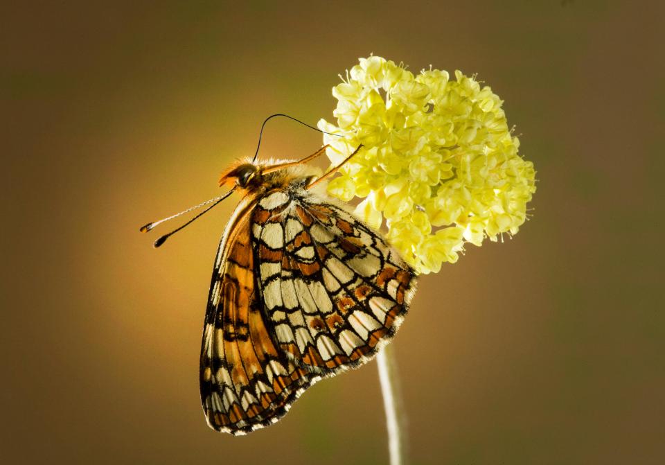  Male variable checkerspot butterflies 'plug up' their lovers' genitals