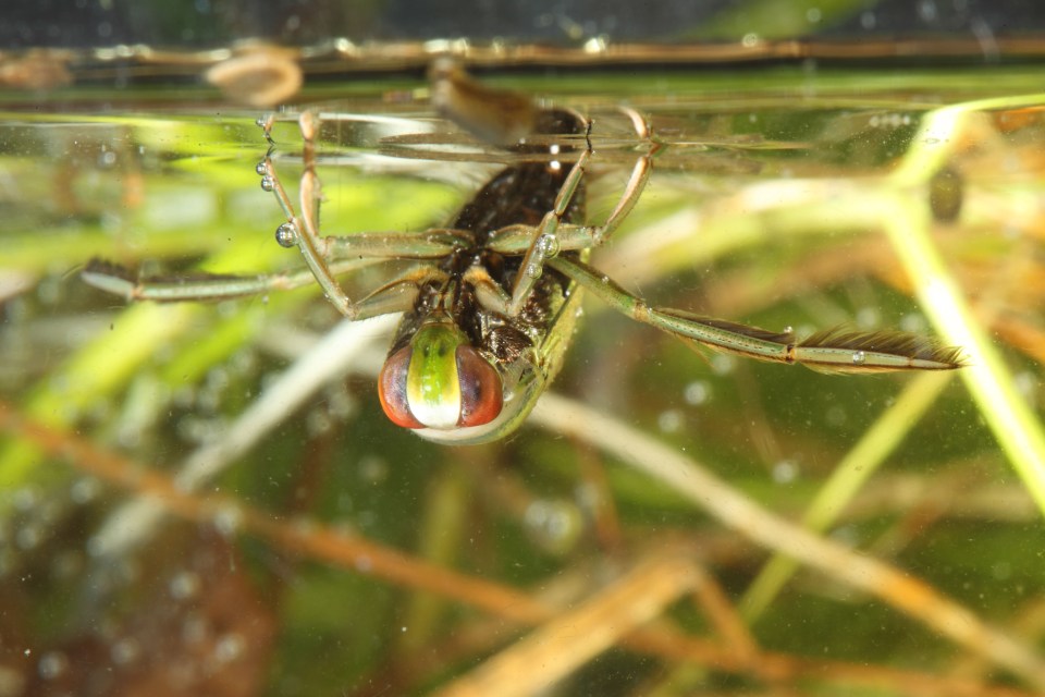  The male water boatman is only 2mm long - but has the world's loudest penis