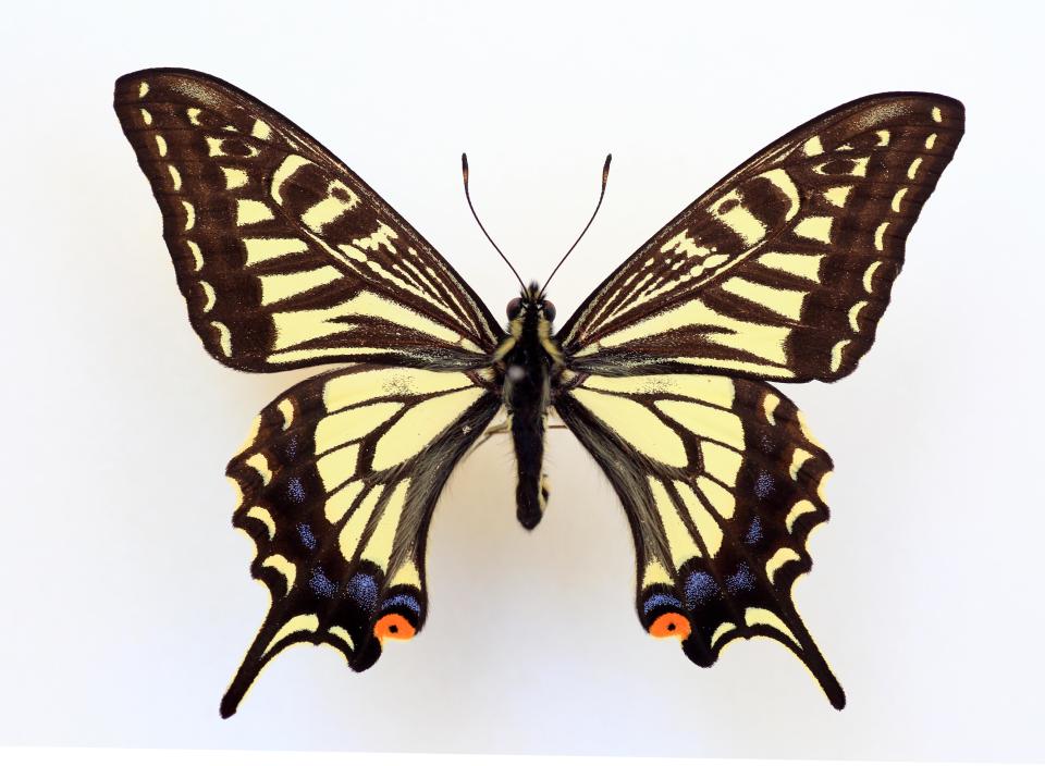  The Japanese yellow swallowtail butterfly has eyes on its penis