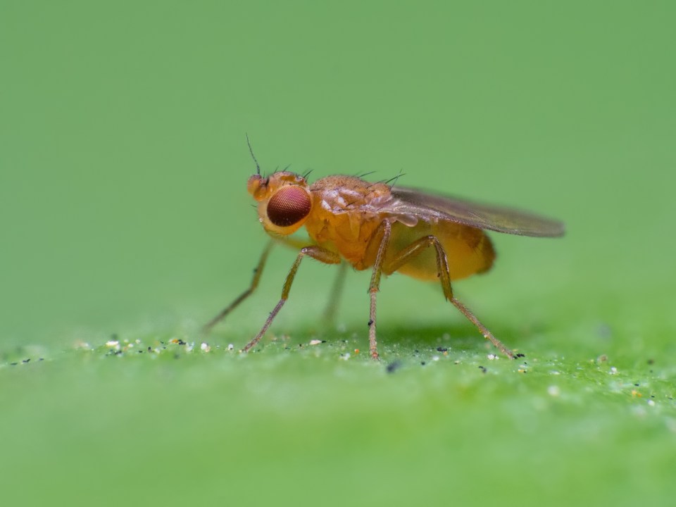  The record-holder for the world's longest sperm is the Drosophila bifurca species of fruit fly