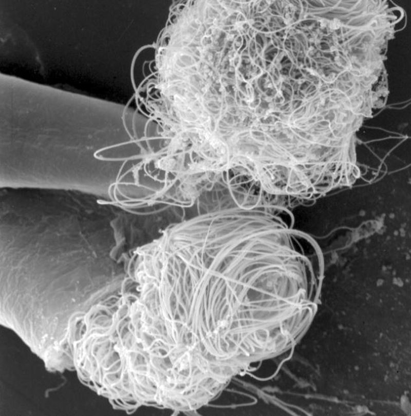  The flies' sperm was found to measure nearly 6cm when uncoiled