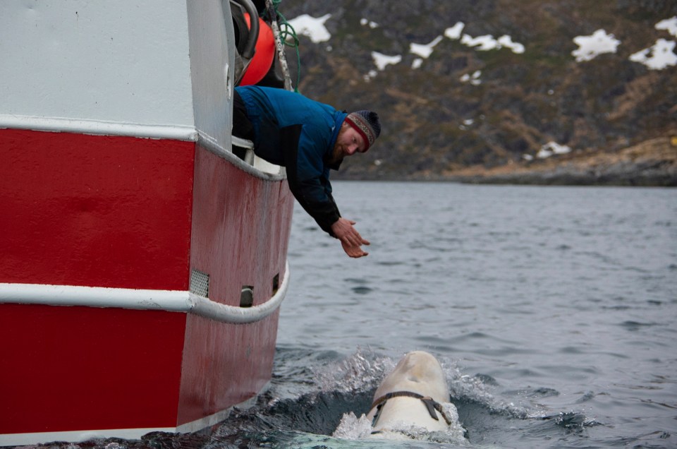  The friendly and extremely tame creature was first discovered by fishermen