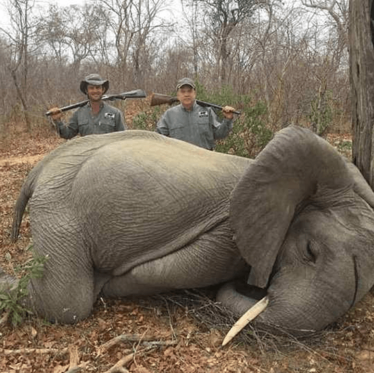  Shocking photo appears to show two smirking trophy hunters next to a dead elephant in Africa