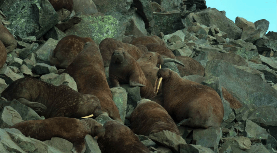 The Netflix nature series’ depicts hundreds of walruses climbing up a rocky cliff