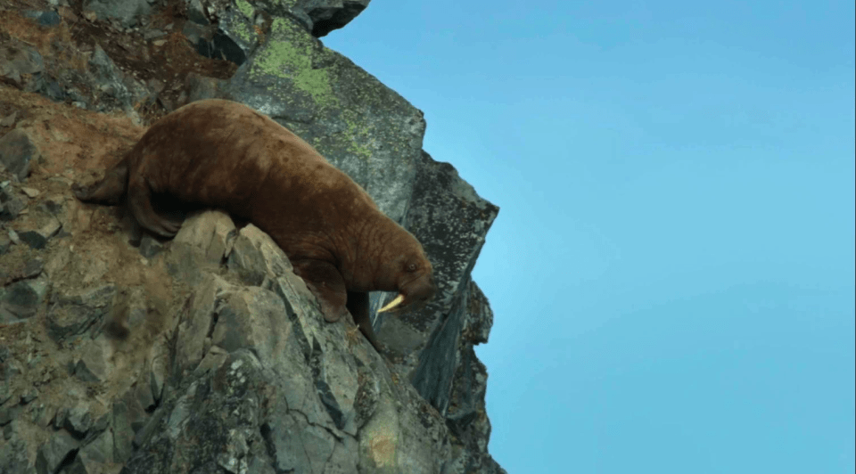 One walrus loses its grip and falls down the rock face before suffering an agonising death on the beach below