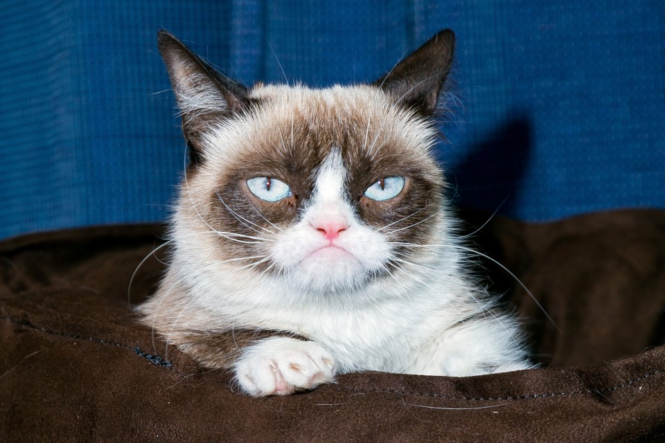  Grumpy Cat passed away on Tuesday aged seven