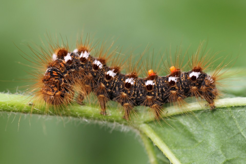  The hairs of brown-tail moth caterpillars break off easily, and can cause irritation and skin rashes