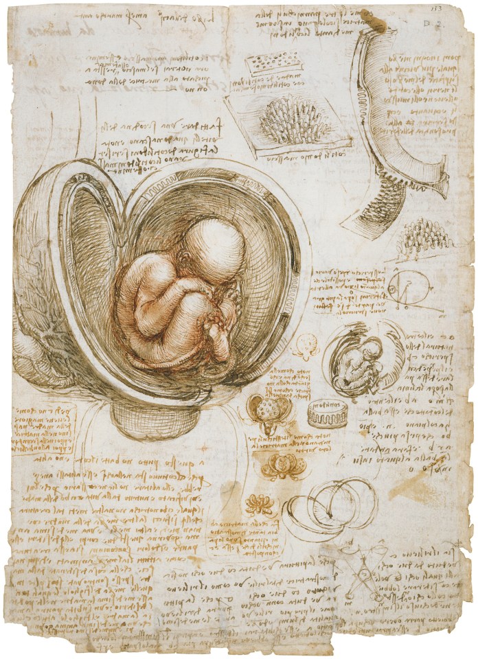  He often illustrated for scientific purposes, like this image of a fetus in the womb