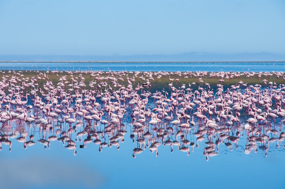  A group of flamingos reflected in the water at Walvis Bay Lagoon in Namibia, Southern Africa