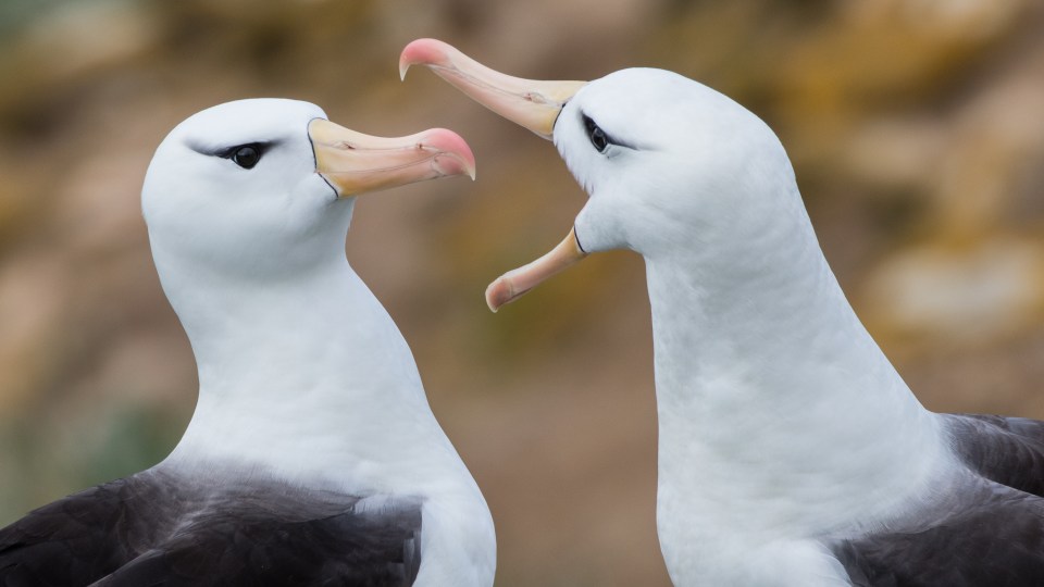  Two black brow albatrosses have a chat in the Falkland Islands