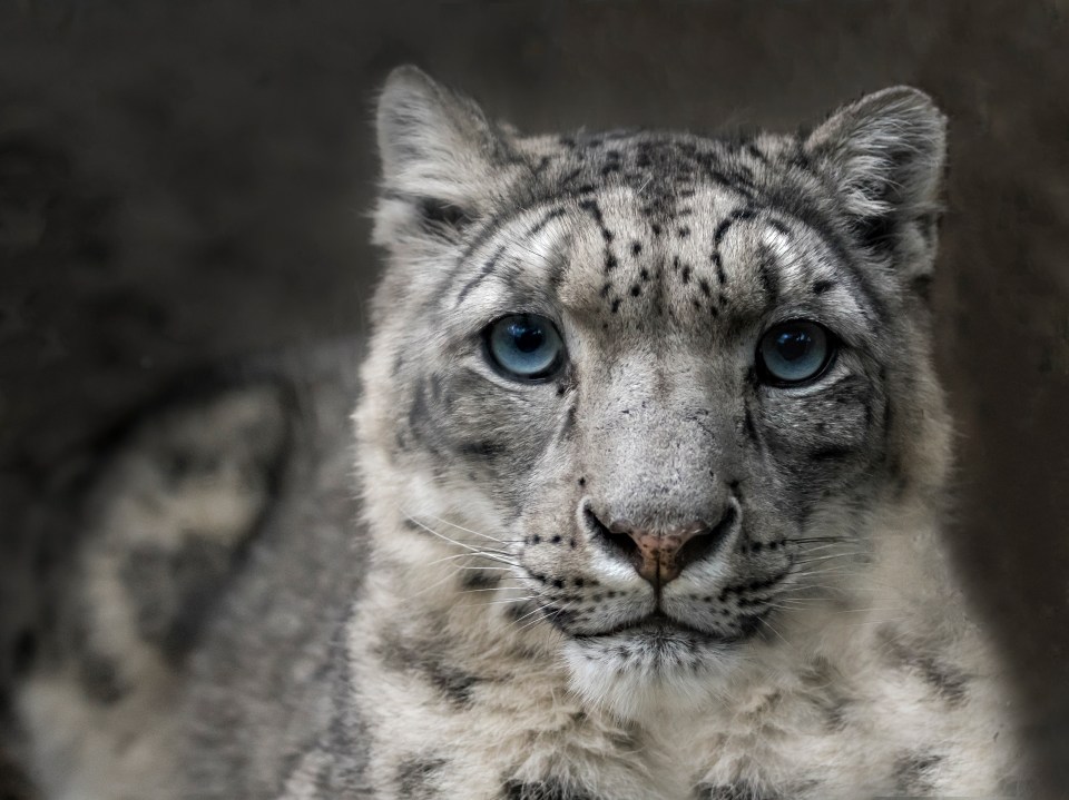  A snow leopard stares into the camera at Jihlava Zoo, Prague