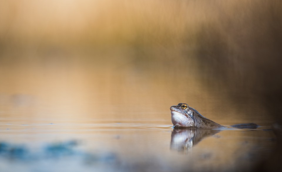  A moor frog looks for a mate in Vechta, Germany