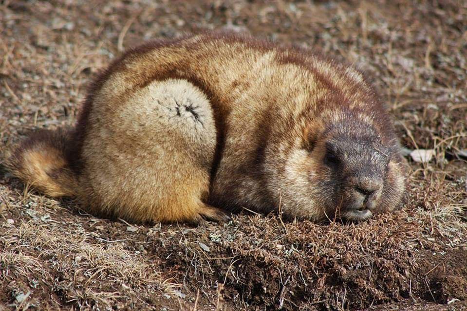  The couple who died are suspected to have eaten a Marmot - a large rodent