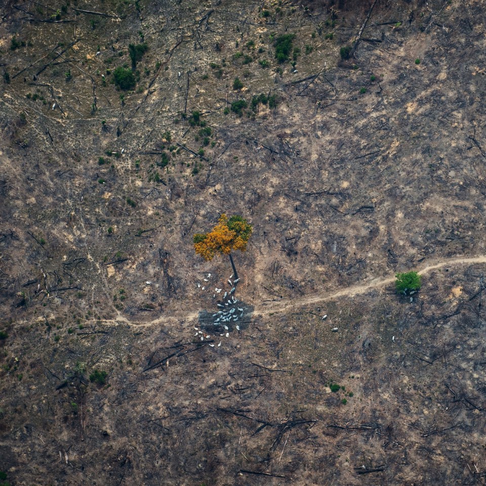  A sickening example of mass deforestation, a single tree stands here amongst scorched land