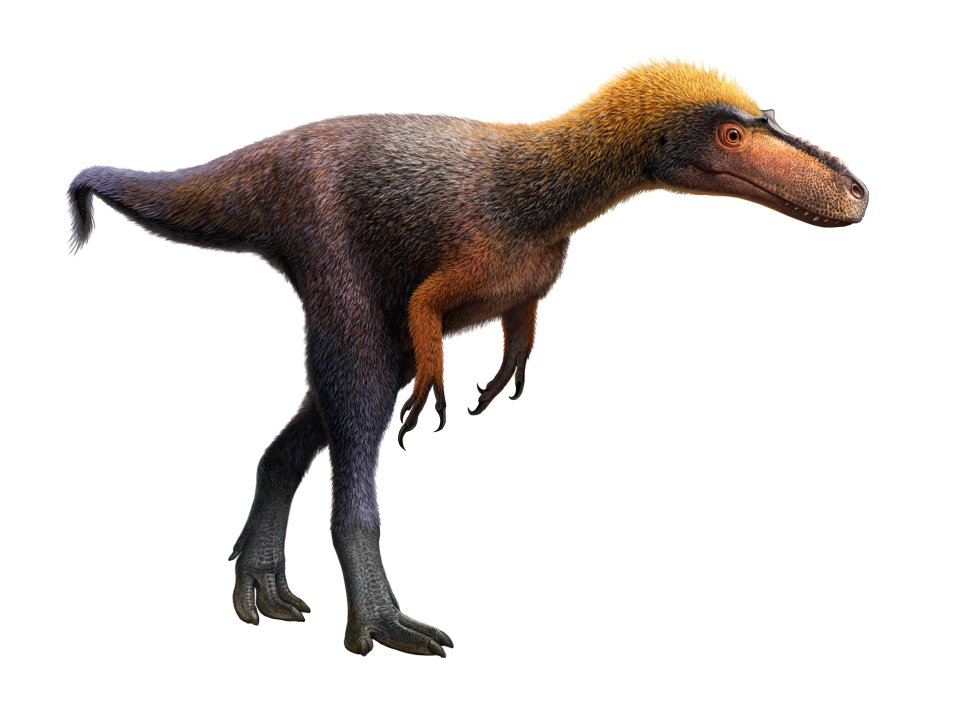  The find was thought to be remains of a velociraptor but have now been identified and named Suskityrannus hazelae