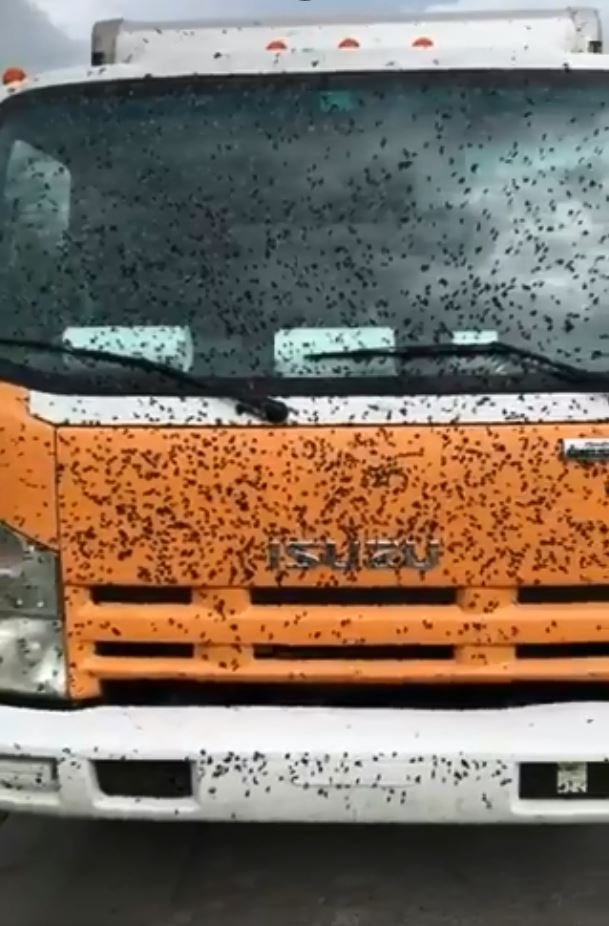  The insects fly at vehicles, usually at the busiest times of the day