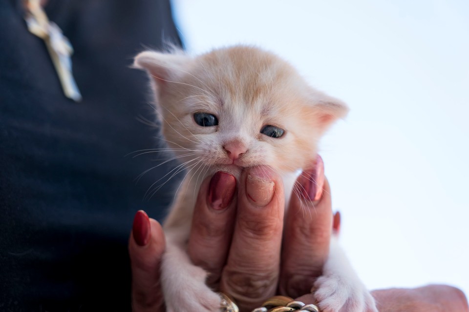  Nelly shows off Little Freddie, the kitten that the tragic comic 'spent all day giving kisses and cuddles' to