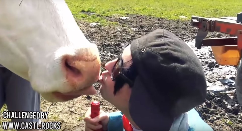 German-speaking morons kiss cows ‘with or without tongues’ to raise money for charity