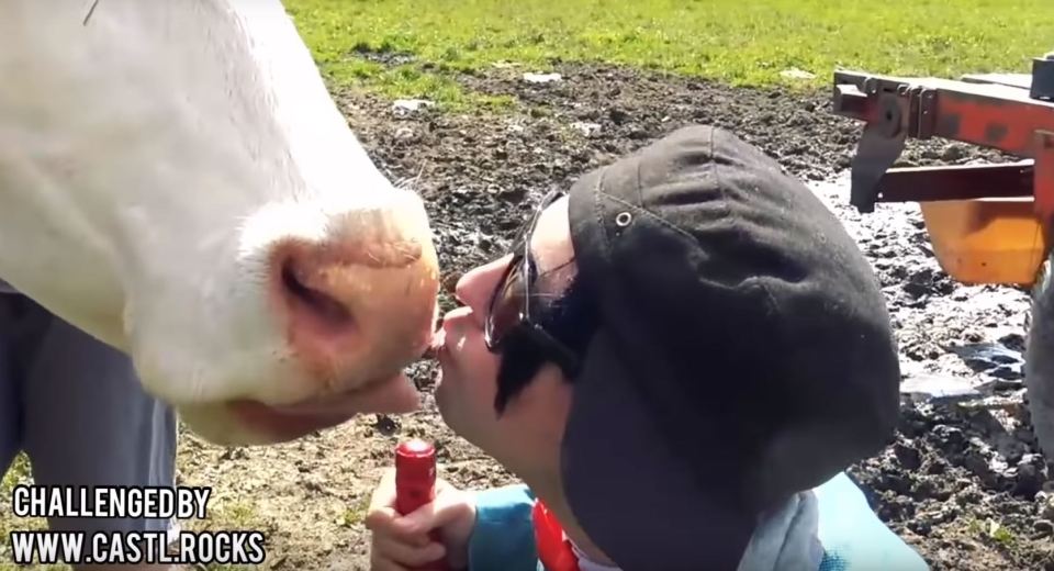  German-speaking morons kiss cows 'with or without tongues' to raise money for charity