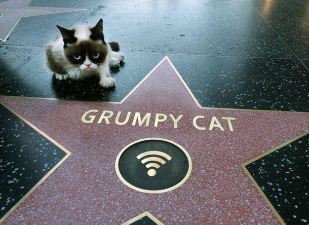  The miserable moggy was even awarded a star on the Hollywood Walk of Fame