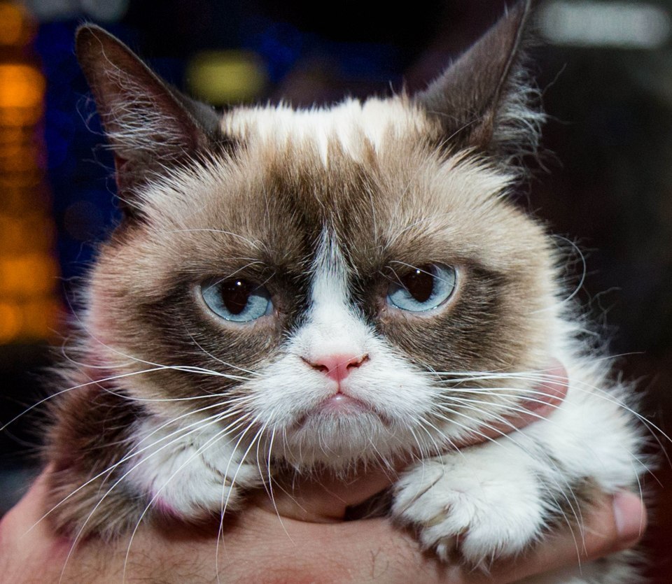 Grumpy Cat sadly died on May 14