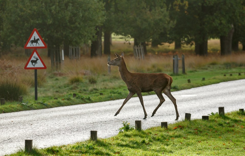  Around 20 people are killed each year from crashes involving deer