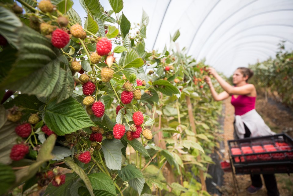  The robots are able to pluck more than 25,000 raspberries per day while human workers manage around 15,000 in an eight-hour shift