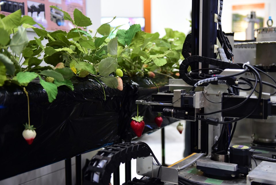  The introduction of fruit picking robots could leave thousands of workers without jobs