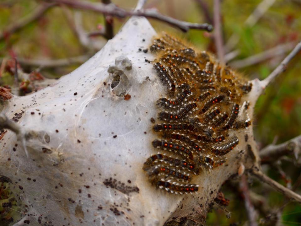  The moth is found mostly in southern England and Wales ,as well as some coastal regions further north