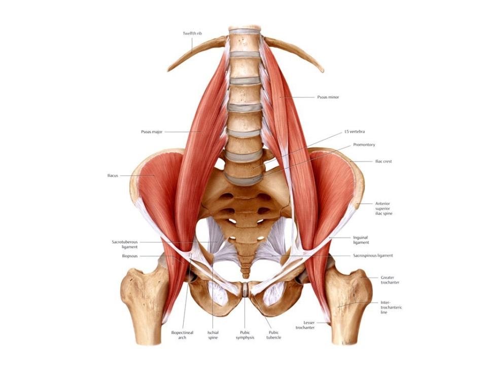  The psoas muscle connects the spine to the top of the legs - and it could be to blame for your back ache