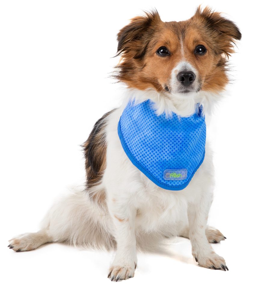  Get a cooling bandana for your pet, with prices starting at just £10