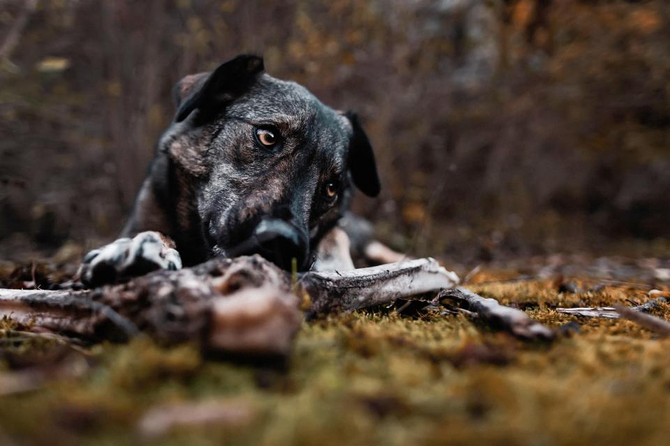  A dog left behind at the real site