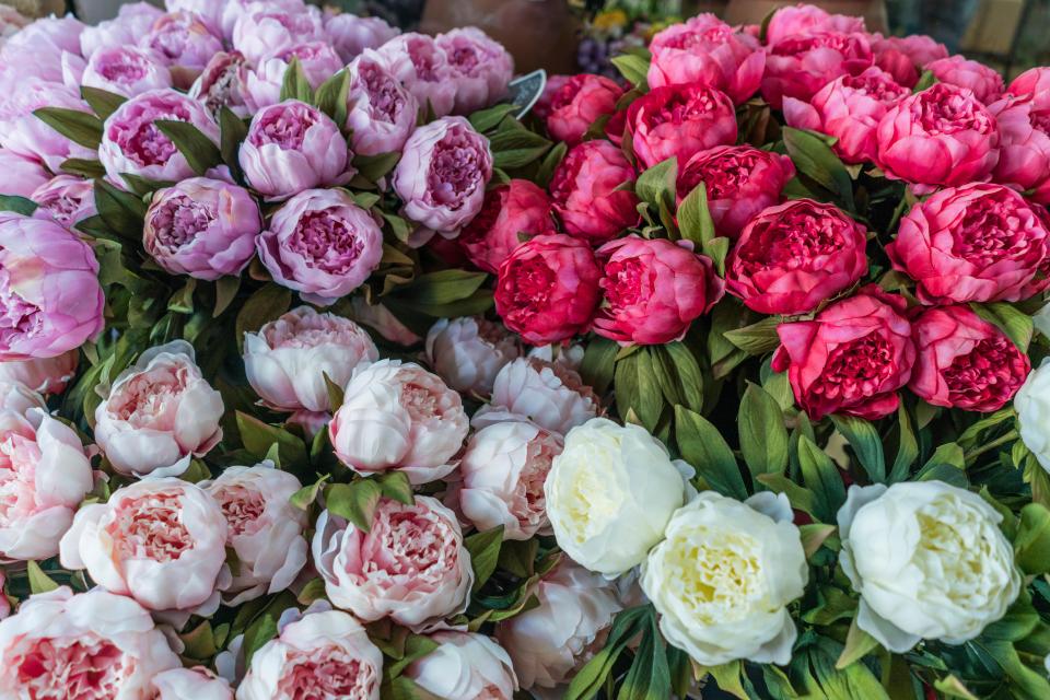  The Cours Saleya flower market is a must see for tourists