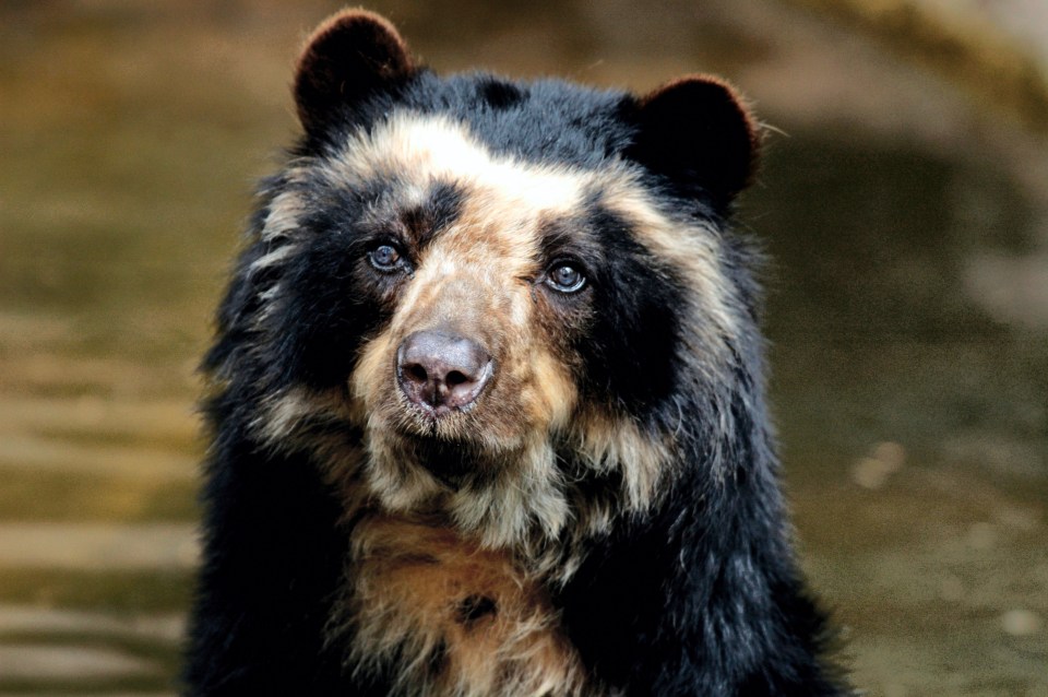  Paddington Bear is based on the South American spectacled bear