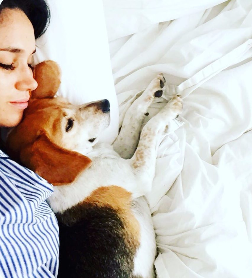  Speaking from her personal experience, Meghan said she 'knows the joys adopting an animal can bring' in the heartwarming foreward