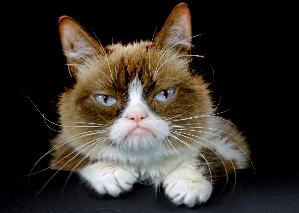  Grumpy Cat passed away at the age of seven last month after making her owner millions