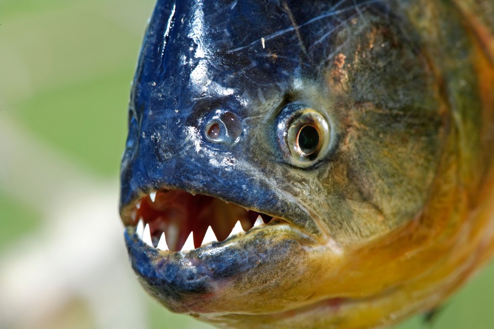  It was reported one of the dictator’s general was thrown into a piranha-filled tank