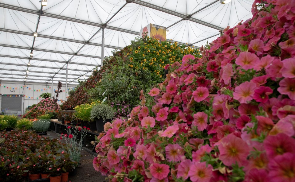  The new varieties in the pyramids include Begonia ‘SweetSpiceBounty’ from Britain