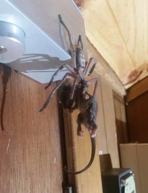  The giant creepy crawler was pictured tucking into a pygmy possum