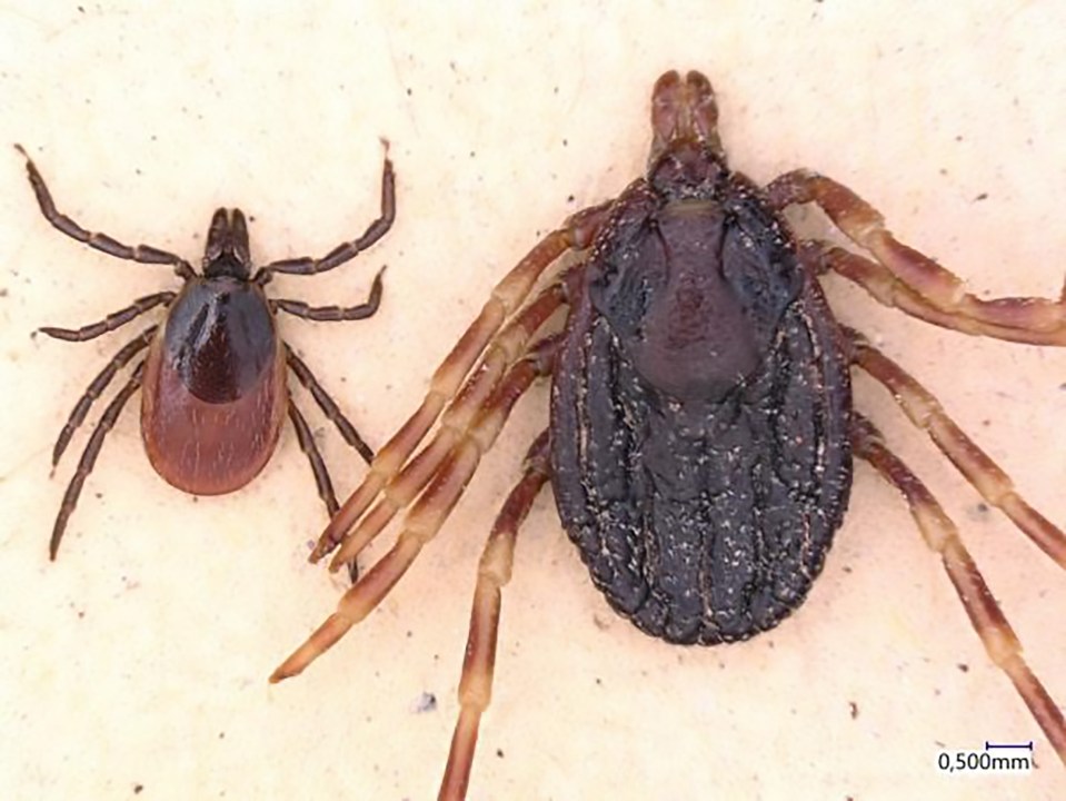  The massive Hyalomma tick, right, compared to a normal-sized deer tick