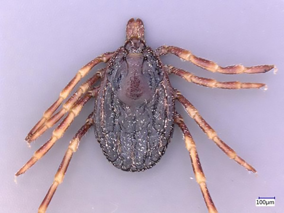  This is one of the so-called Hyalomma 'super ticks' which have been found in Germany