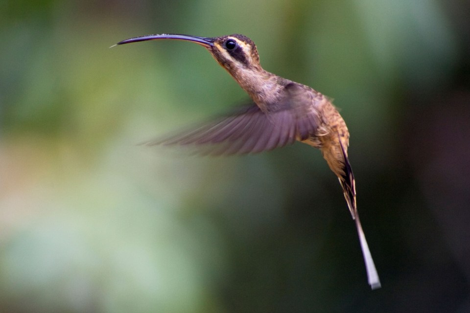  The Long-tailed Hermit hummingbird is associated with the rainforest and looks just like the Nazca Lines drawing above