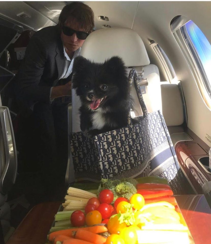  Kate Moss and her boyfriend flew their dog on a private jet