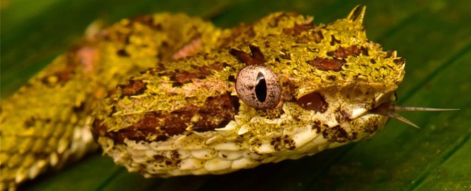  The researchers found eyelash vipers