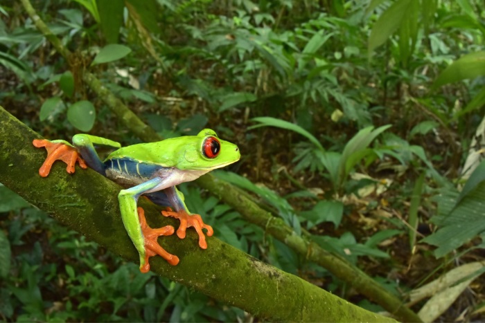  Red eyed tree frogs were also observed