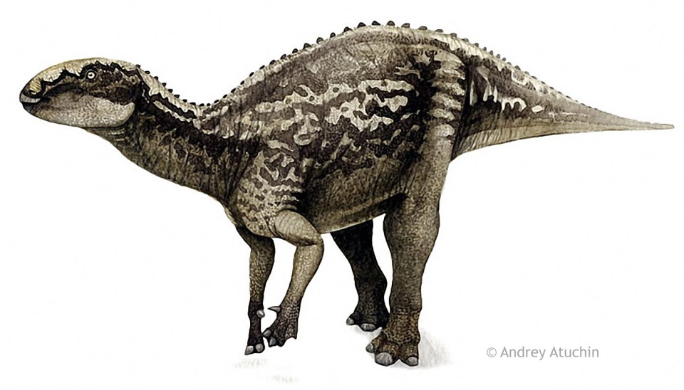  Fukuisaurus, pronounced 'foo-koo-eye-sore-us', was a herbivore from Japan