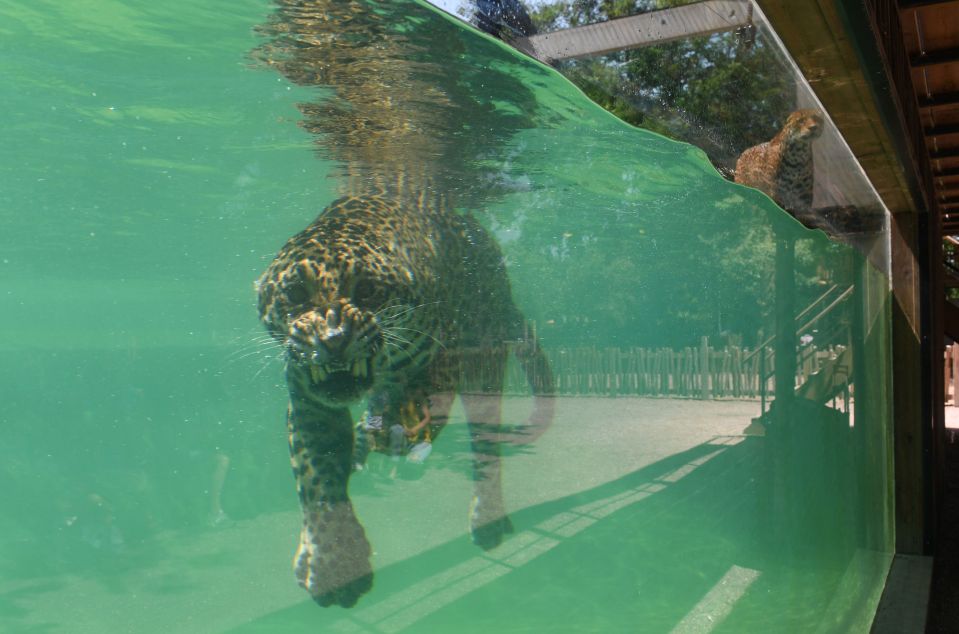  A jaguar cools off in the pool of the Bordeaux-Pessac Zoo in Pessac, southwestern France