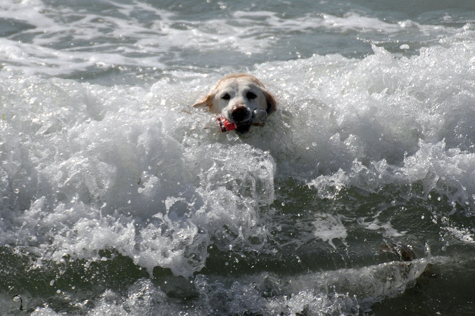  Sheba the rescue lab enjoys a dip in the surf off Preston Beach in Weymouth